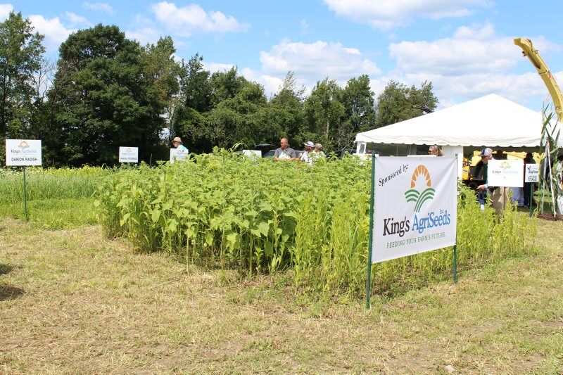 Sergeant-Cover-Crops-3.jpg